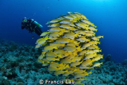 Yellow Snappers..Fish Ball by Francis Lau 